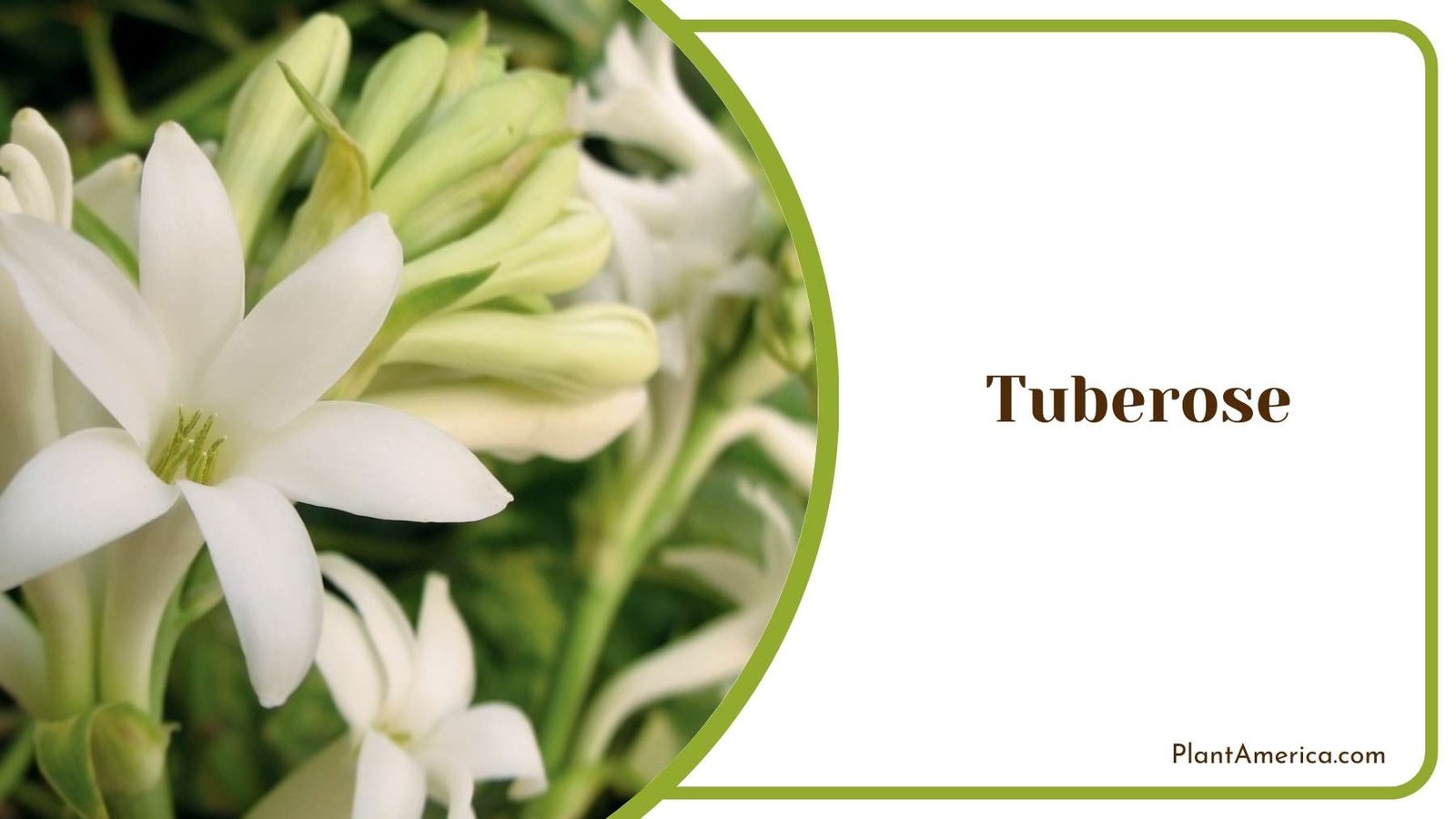 Beautiful Tuberose Flower Plant America