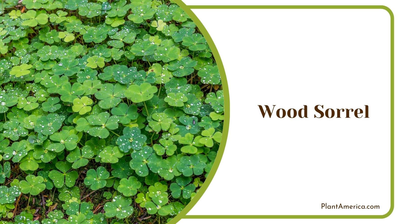 Beautiful Wood Sorrel Plant America