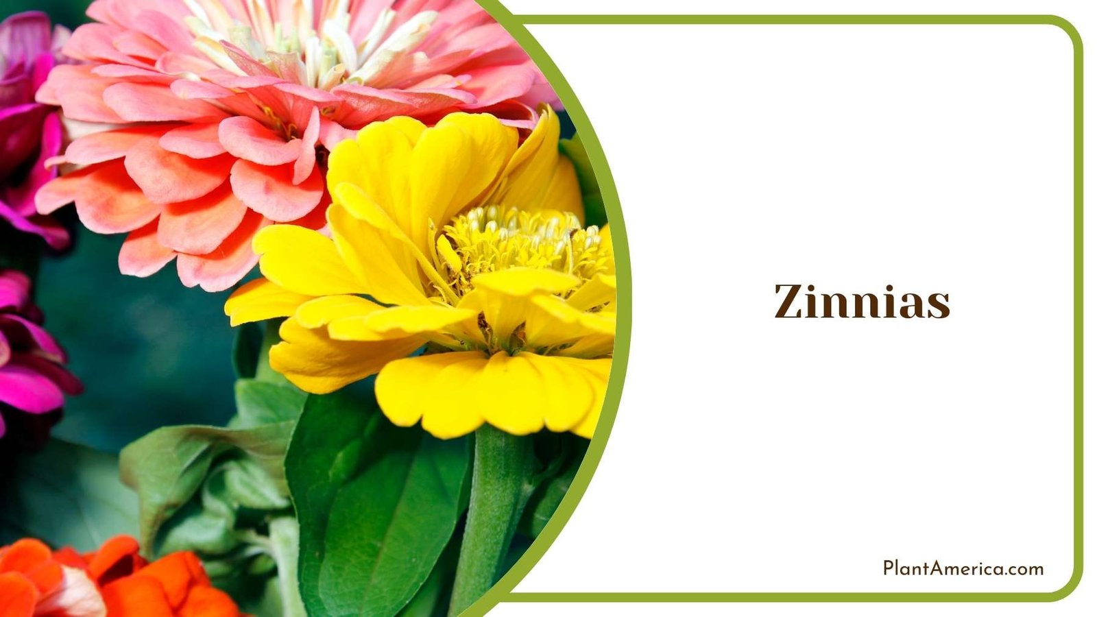 Beautiful Zinnias Flowers Plant America