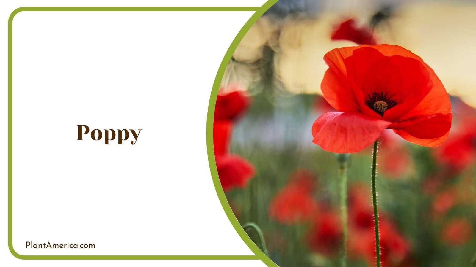 Beauty Aspect Of Poppy Plant America