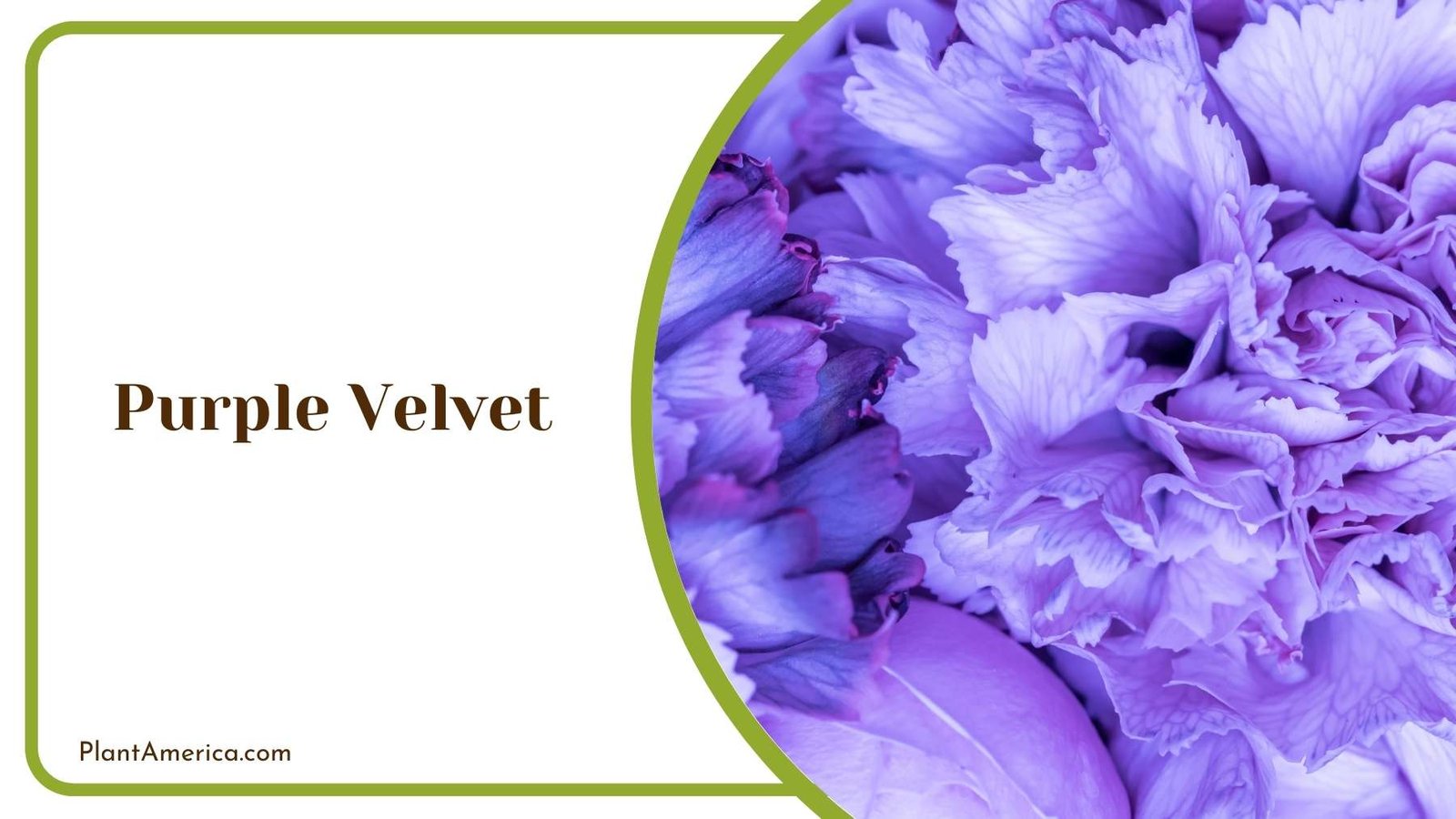 Beauty Aspect Of Purple Velvet Carnation Plant America