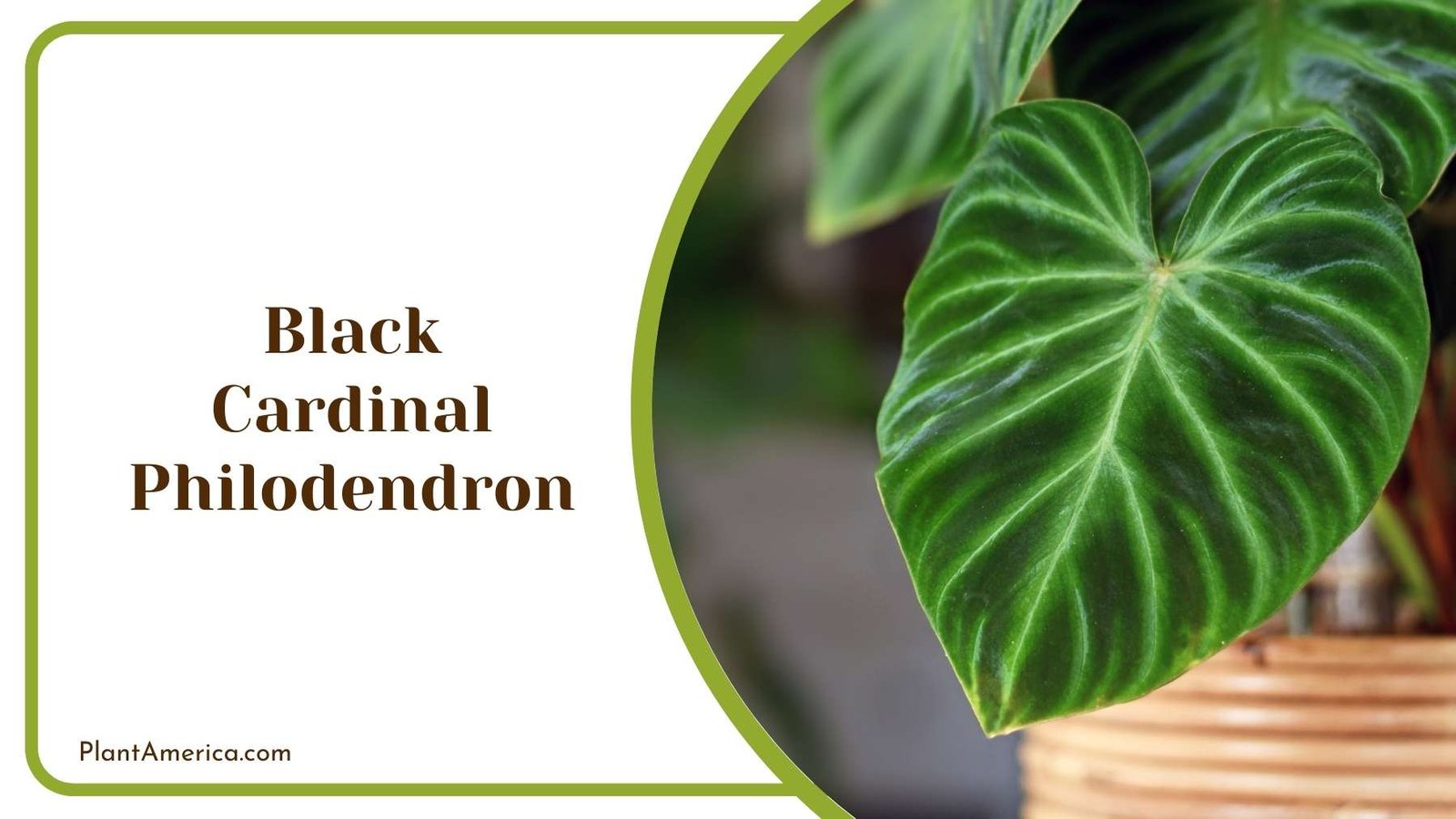 Beauty Of Black Cardinal Philodendron Plant America