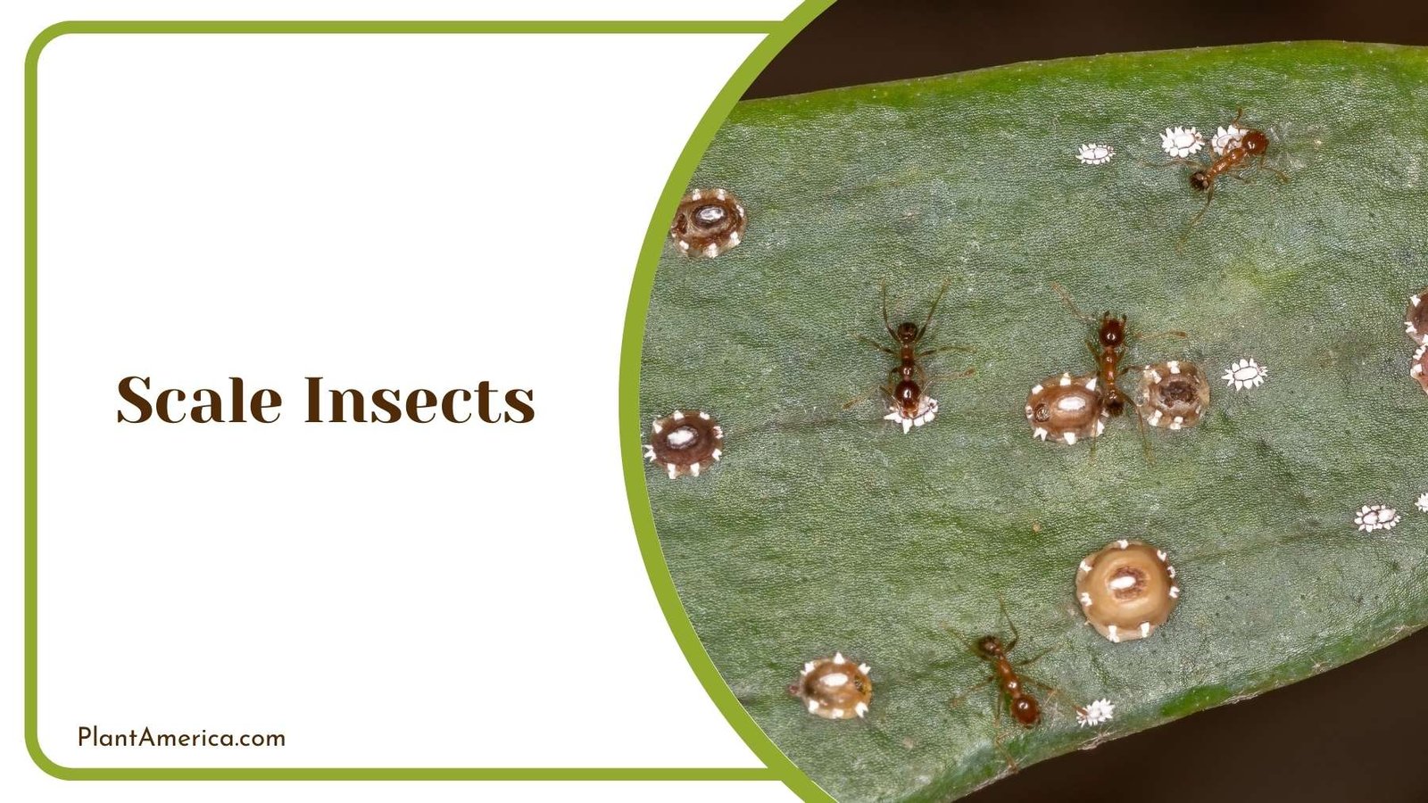 Beauty Of Scale Insects Plant America Beauty Of Scale Insects Plant America