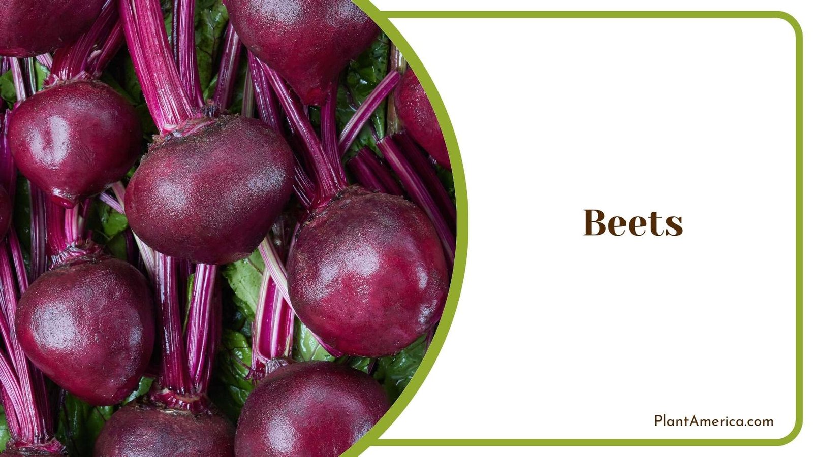 Beets Plant America