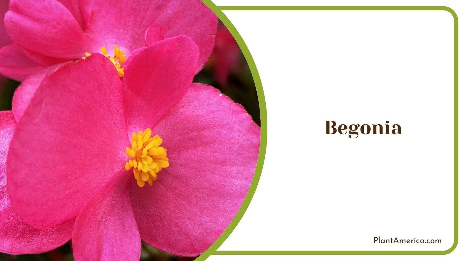 Begonia Bloom In a Close Shot Plant America Begonia Bloom In a Close Shot Plant America