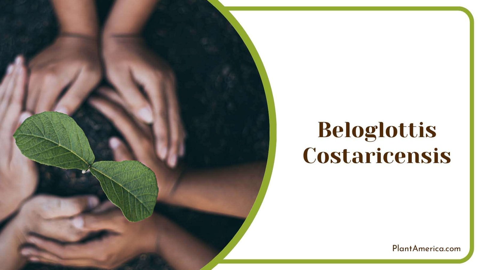 Beloglottis Costaricensis Planting Plant America