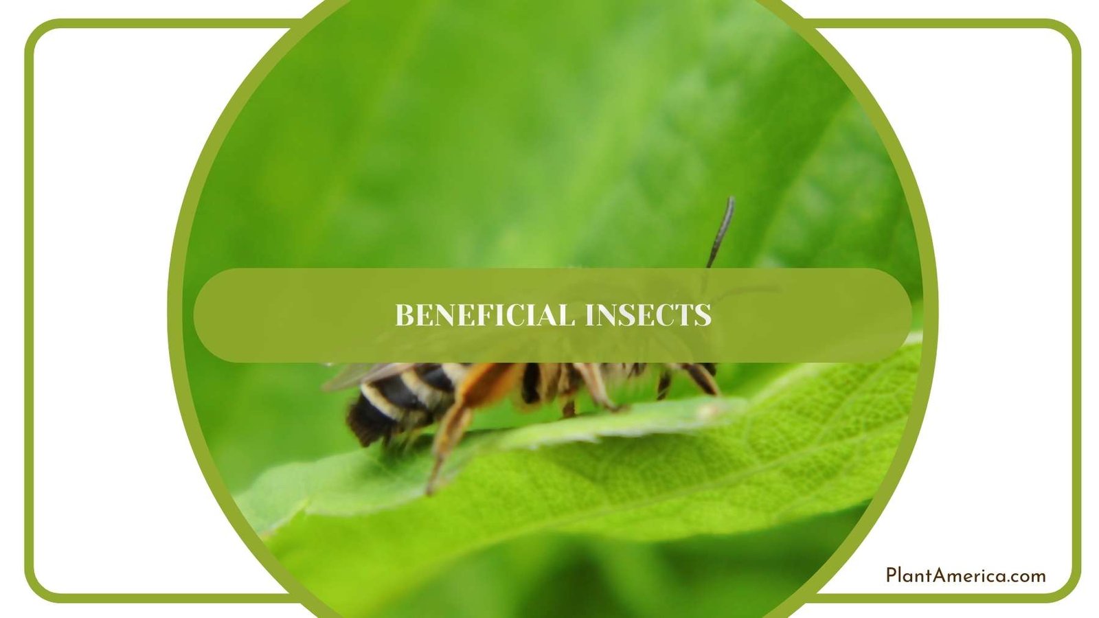 Beneficial Insects On a Leaf Plant America