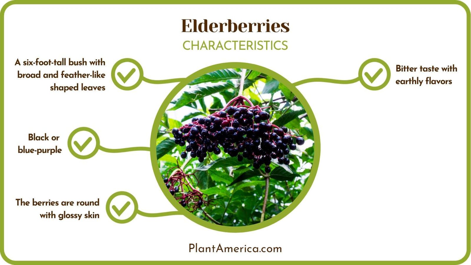 Best Elderberries Features Plant America