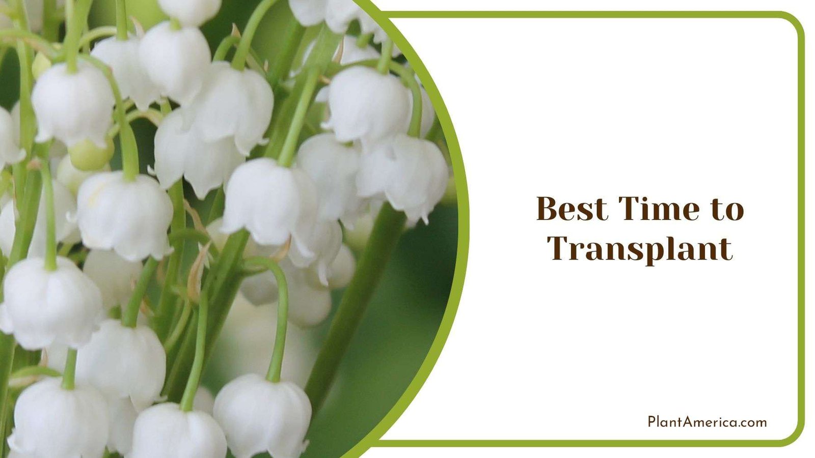 How to Transplant Lily of the Valley Guide for Beginners Plant America
