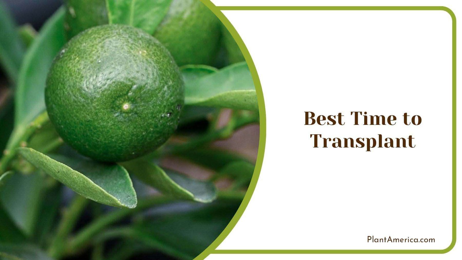 Best Time to Transplant Lime Tree PlantAmerica Best Time to Transplant Lime Tree PlantAmerica