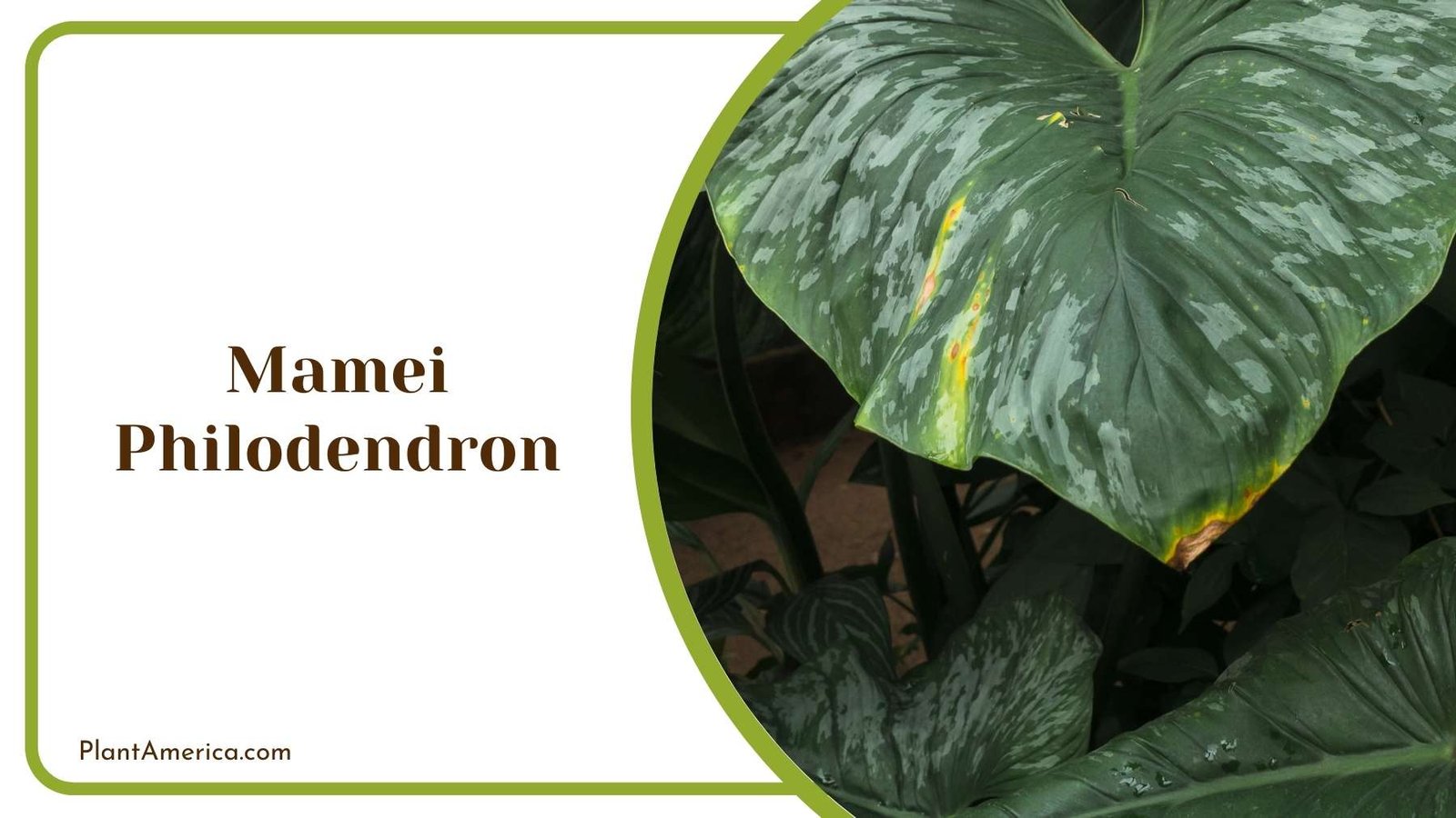 Big Leaf Of Mamei Philodendron Plant America