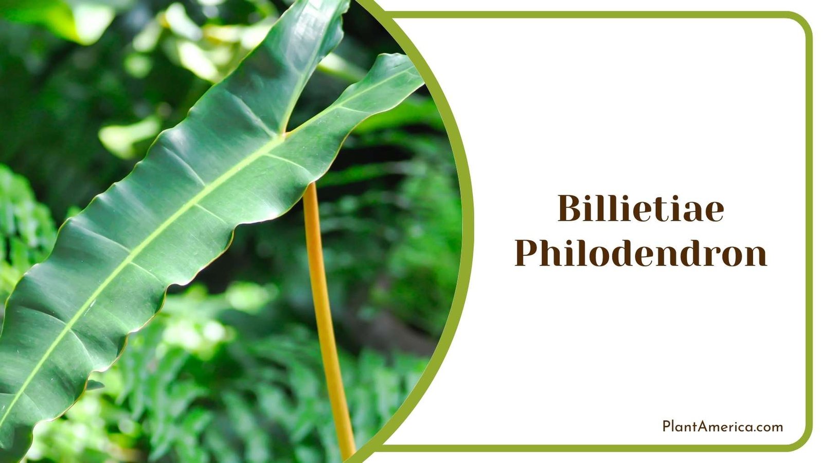 Billietiae Philodendron In Garden Plant America