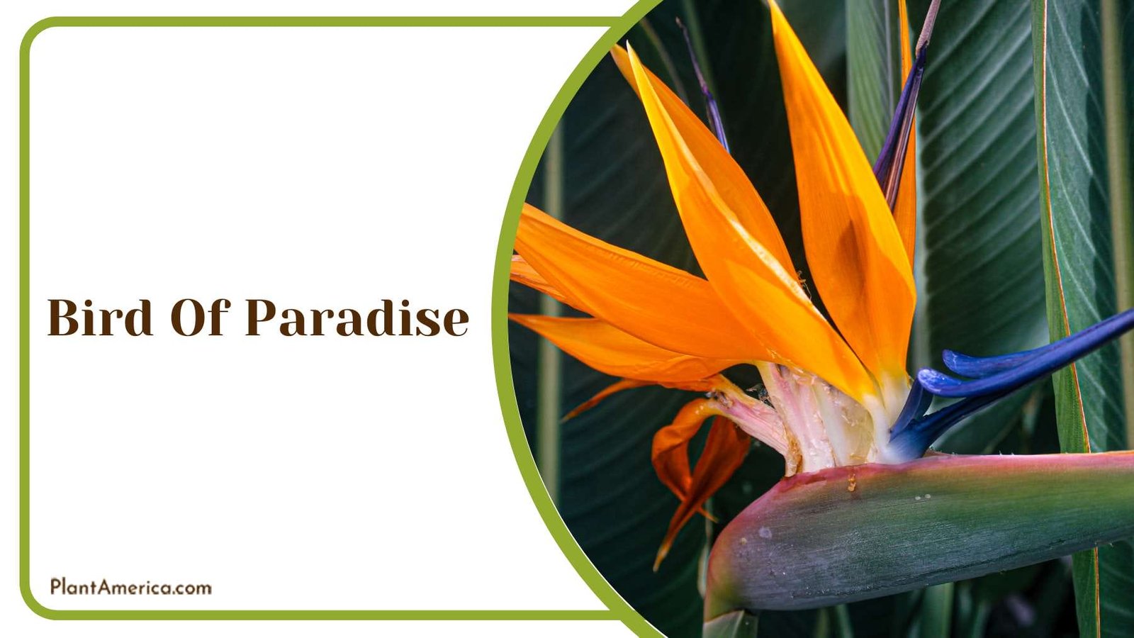 Bird Of Paradise Plant America