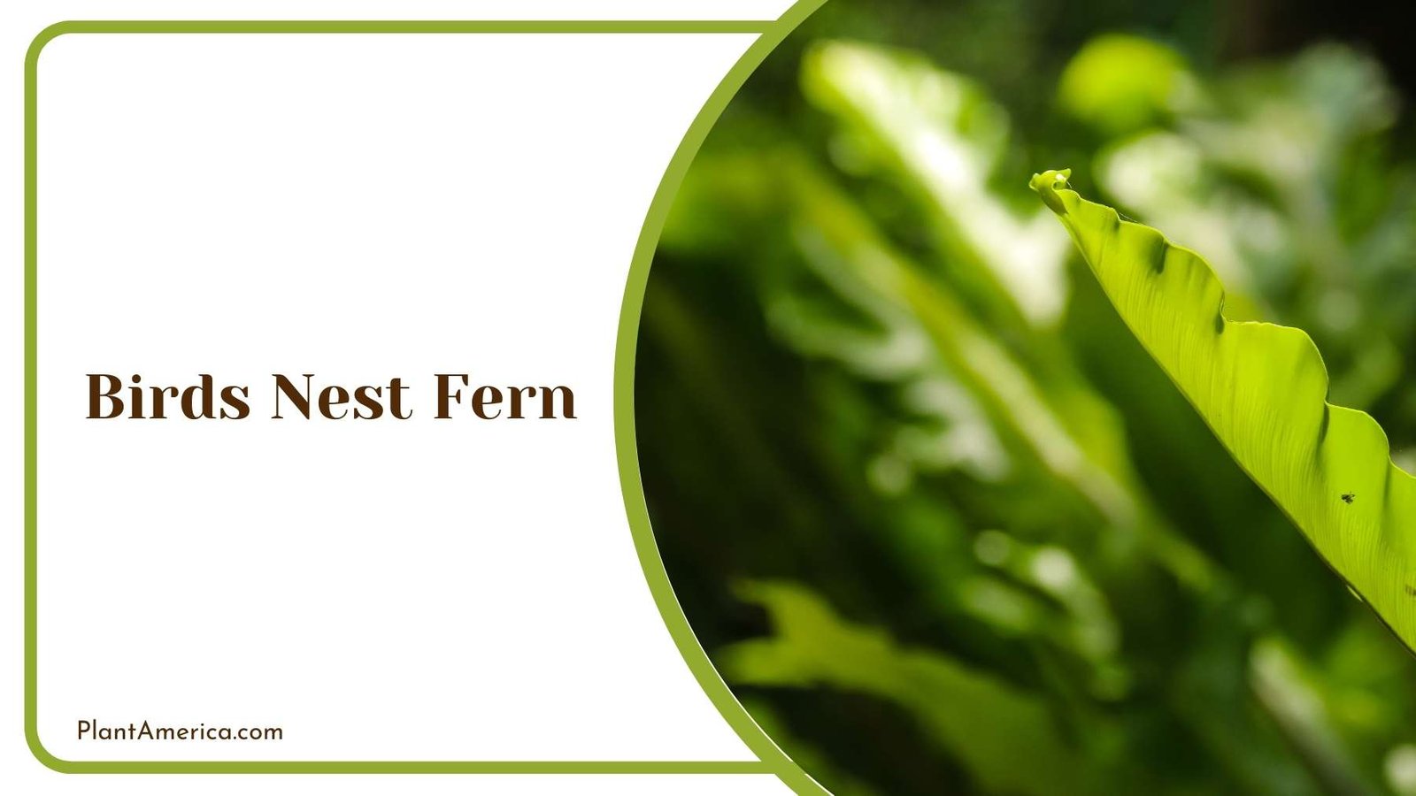 Birds Nest Fern Close Up Plant America Birds Nest Fern Close Up Plant America