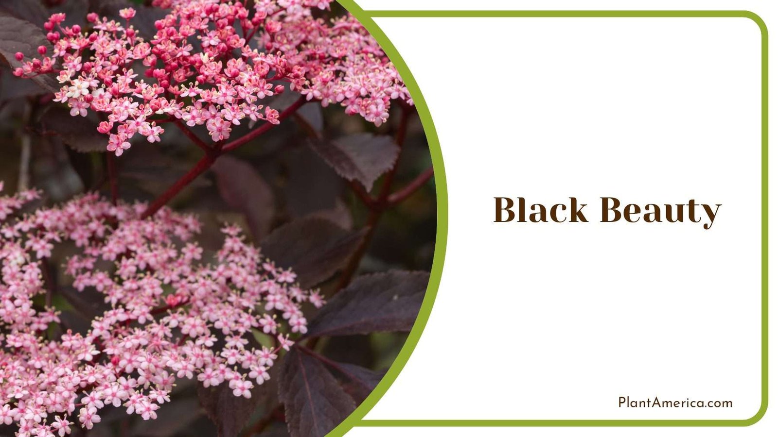 Black Beauty Of Garden Plant America