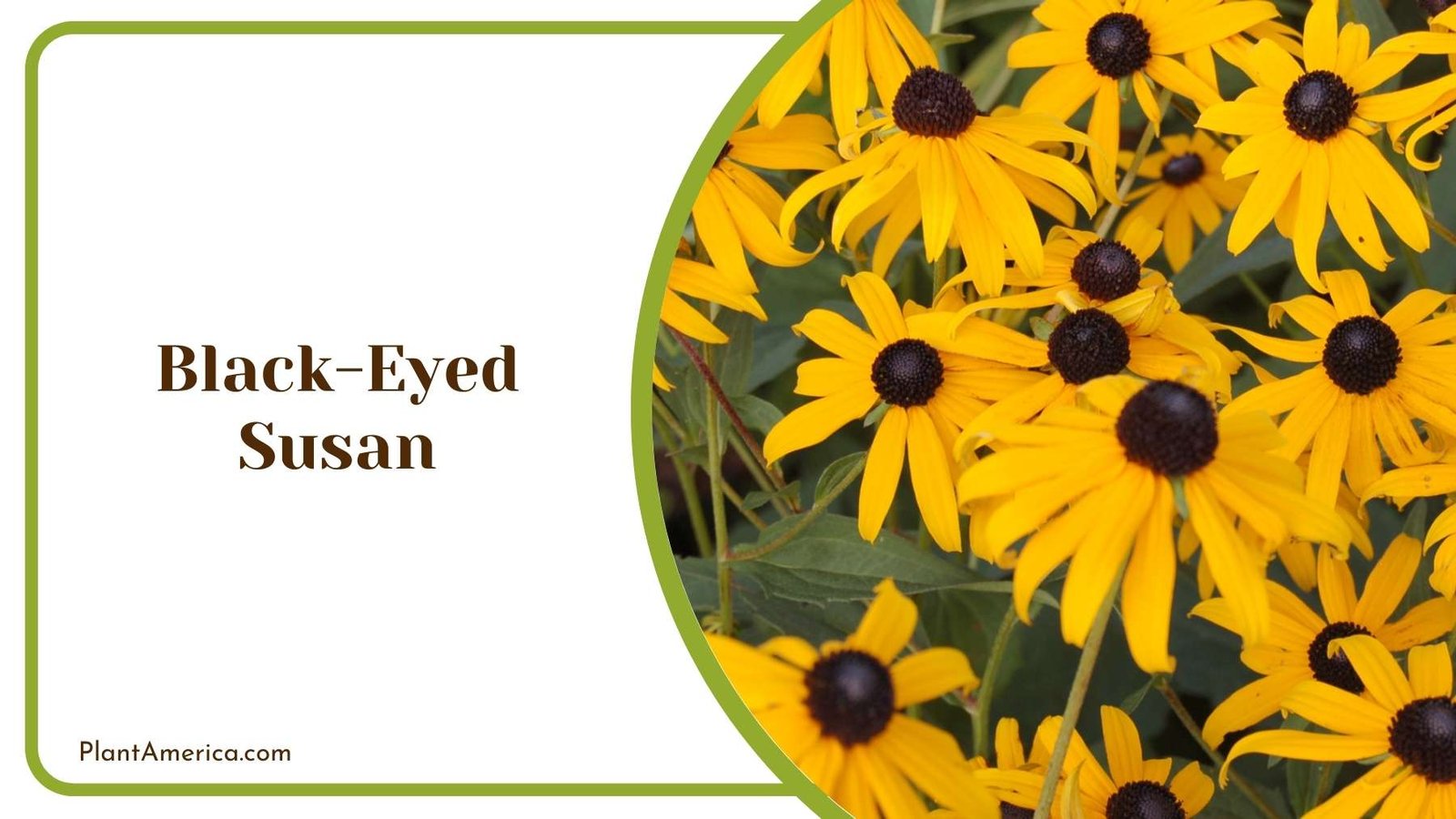 Black Eyed Susan Flowers Plant America Black Eyed Susan Flowers Plant America
