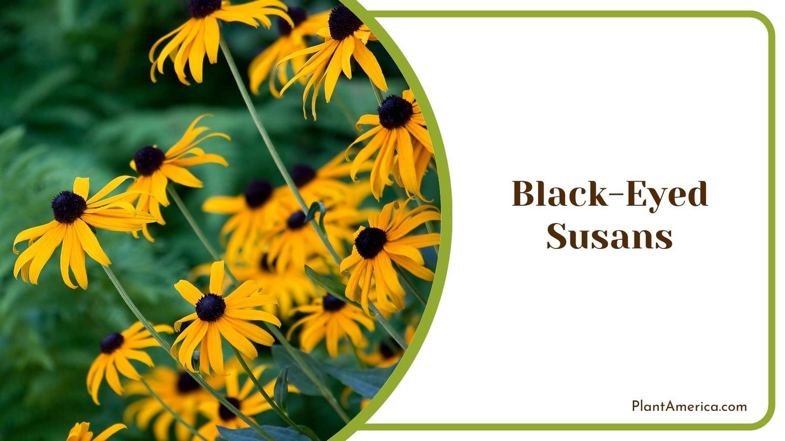 Black Eyed Susans In Hill Plant America Black Eyed Susans In Hill Plant America
