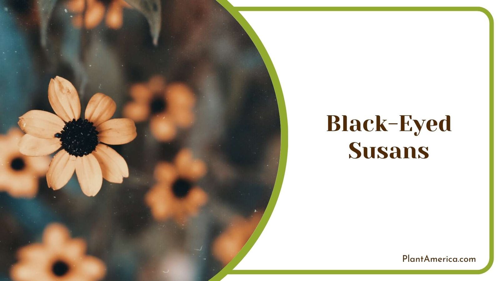 Black Eyed Susans Wallpaper Plant America