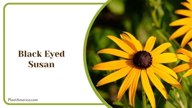 Black Eyed Yellow Susan Plant America Black Eyed Yellow Susan Plant America