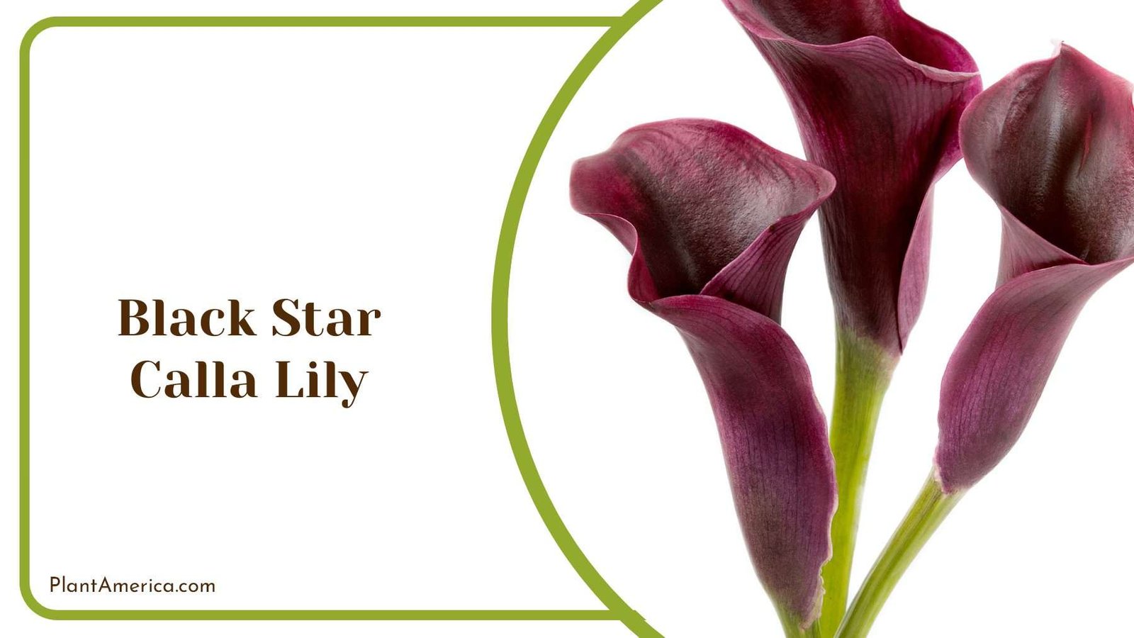 Black Star Calla Lily Plant America