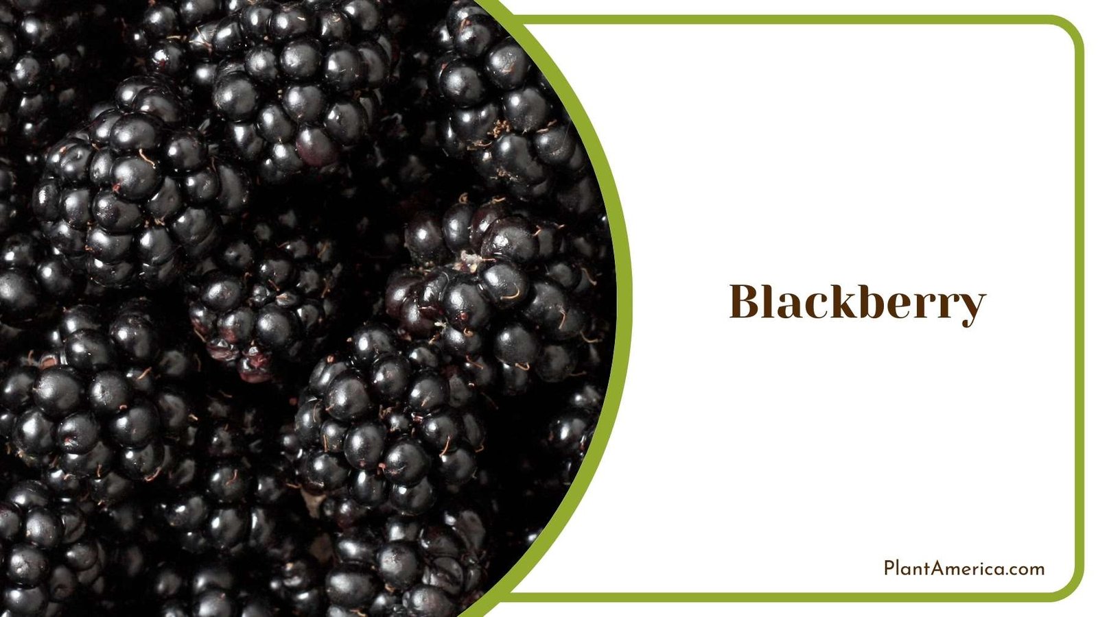 Blackberry Image Plant America