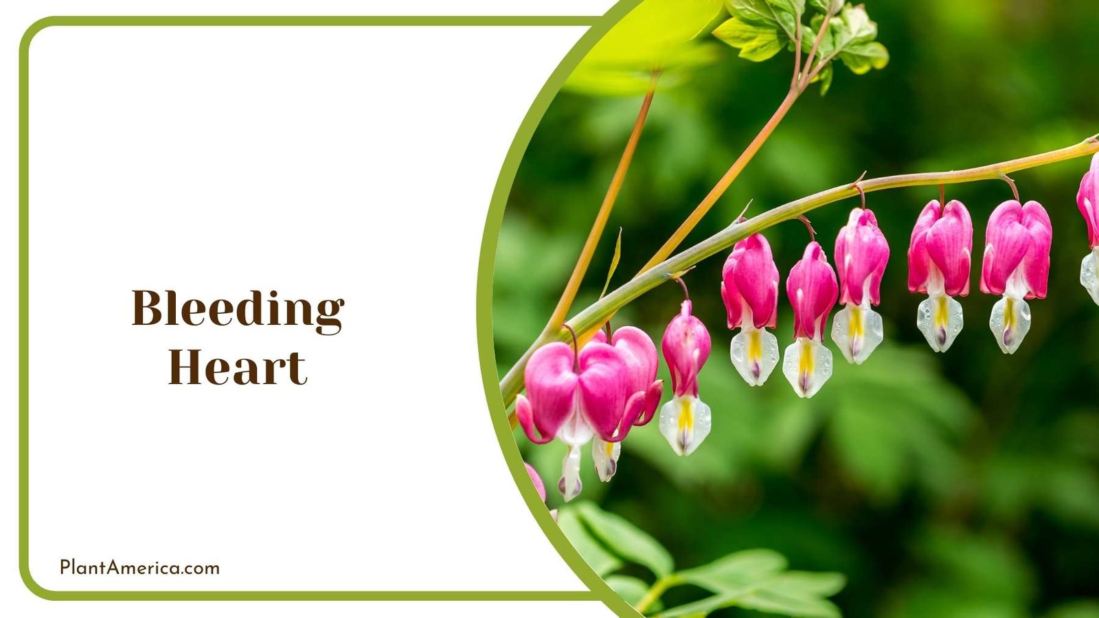 Bleeding Heart On a Tree Plant America