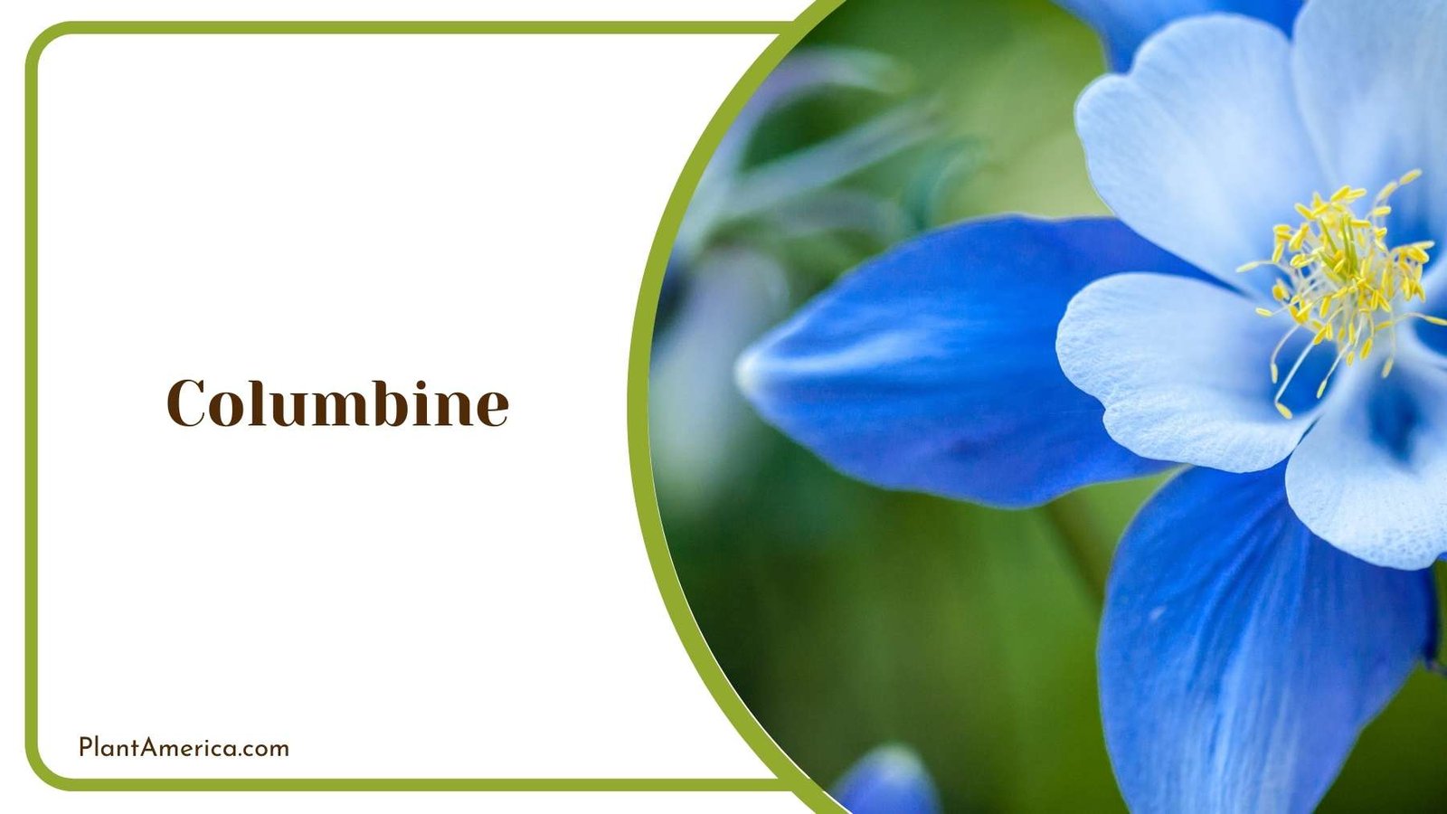 Blue Columbine Flower Plant America