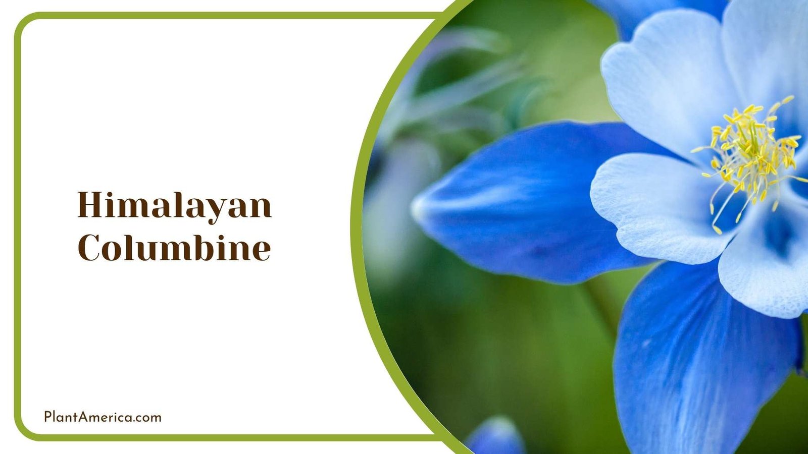 Blue Himalayan Columbine Plant America