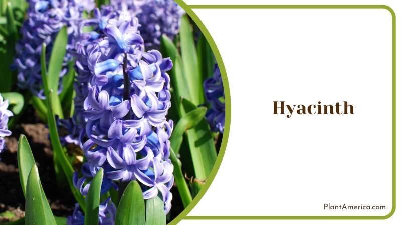 Blue Hyacinth Plant America Blue Hyacinth Plant America