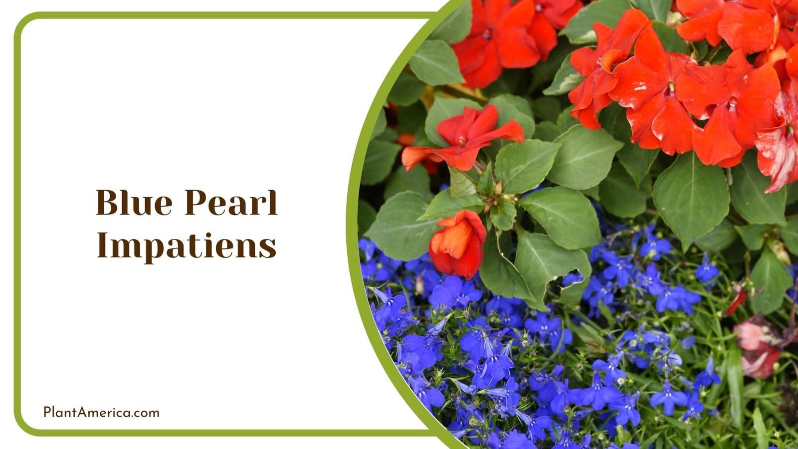 Blue Pearl Impatiens Close Up Plant America