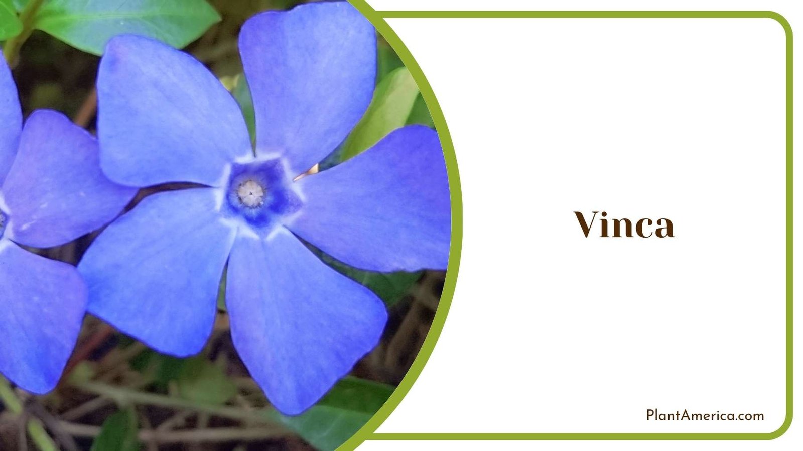 Blue Vinca Bloom Plant America