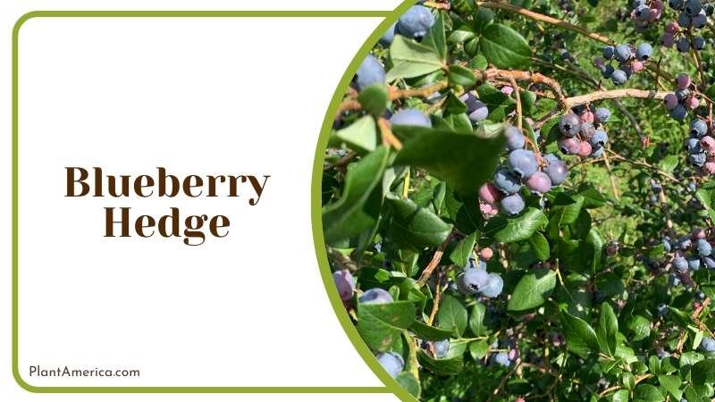 Blueberry will companion your juniper well Plant America