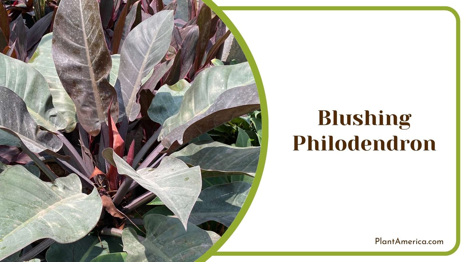 Blushing Philodendron Out Of House Plant America