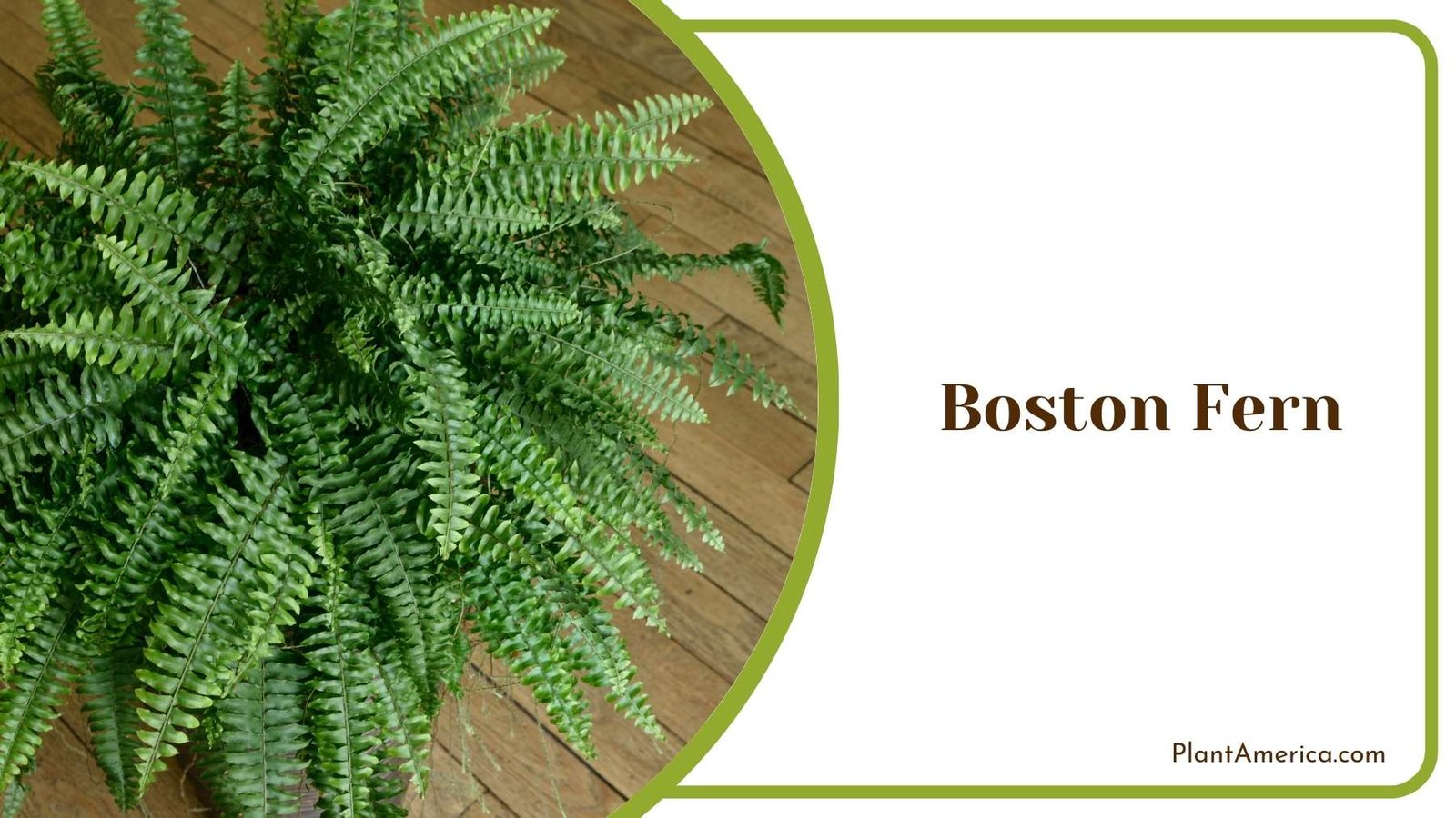 Boston Fern Close Image Plant America Boston Fern Close Image Plant America