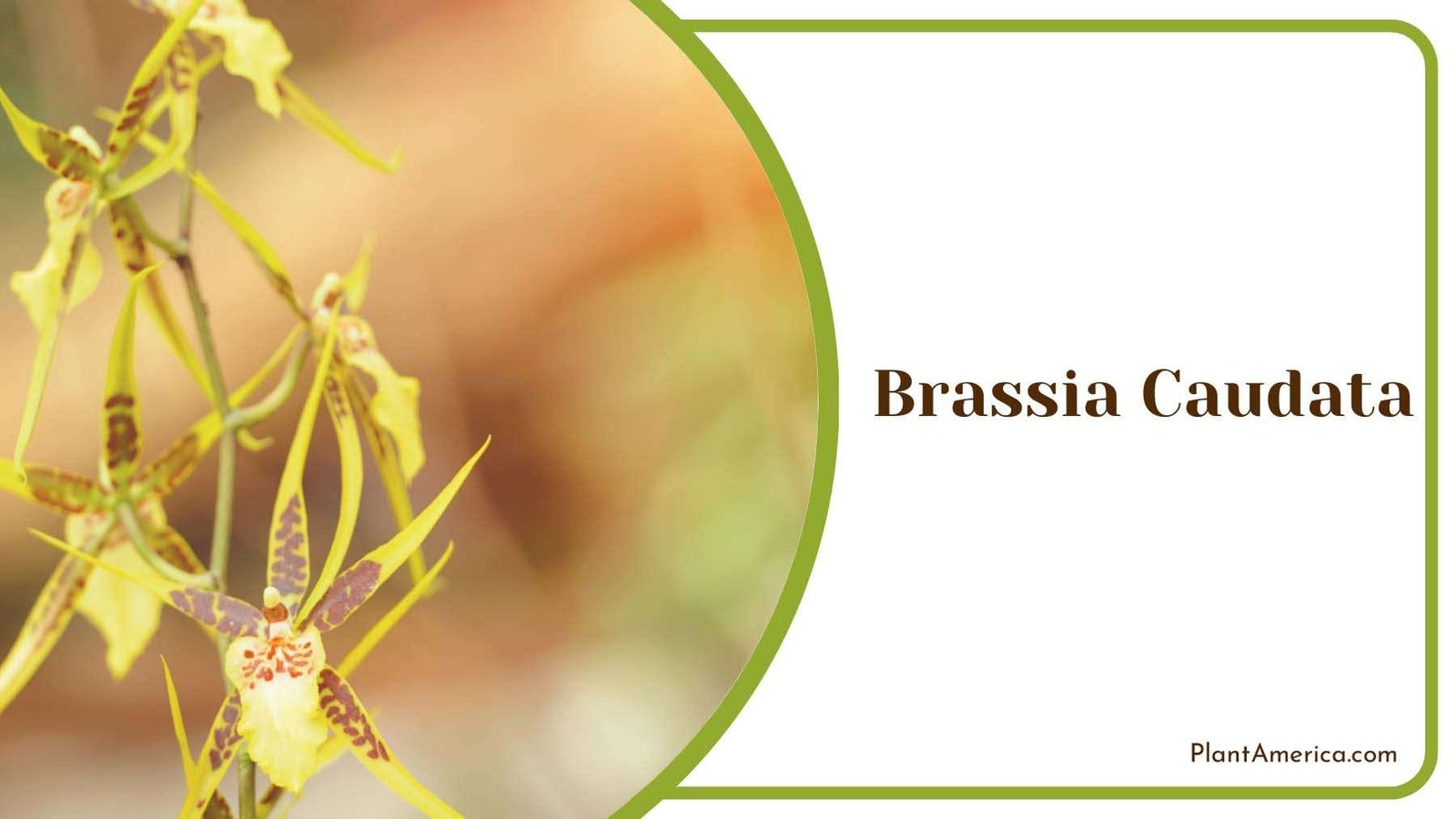 Brassia Caudata Epiphytic Orchid Plant America