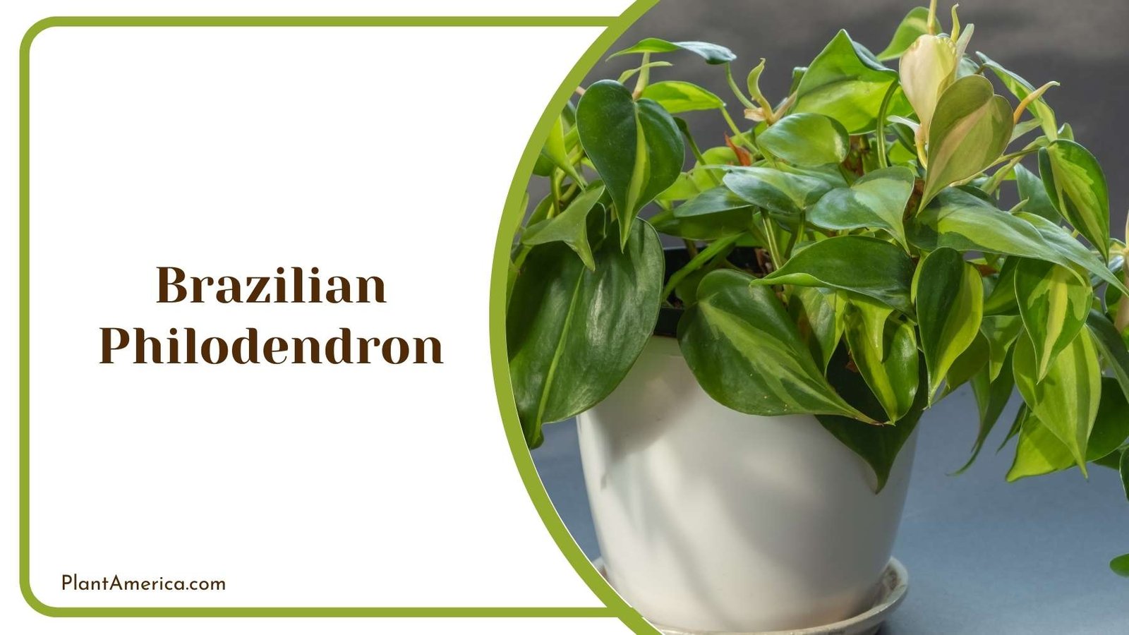 Brazilian Philodendron In a Pot Plant America