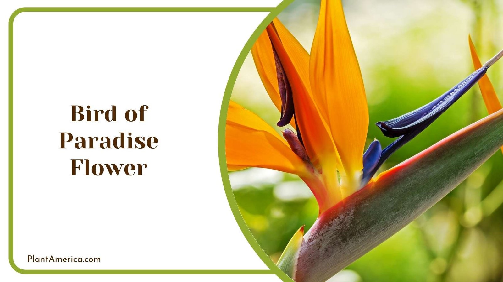 Breath Taking Bird of Paradise Flower Plant America