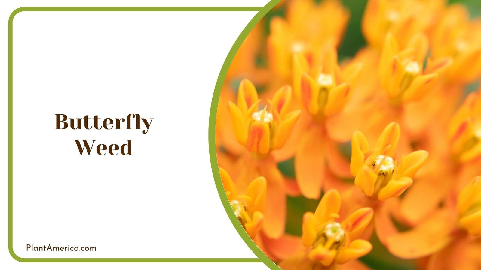 Breath Taking Butterfly Weed Flower Plant America