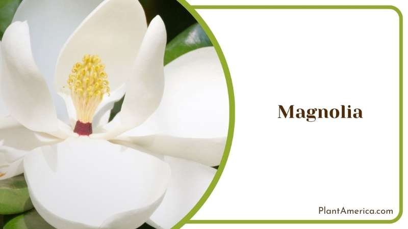 Breathtaking Magnolia Plant America