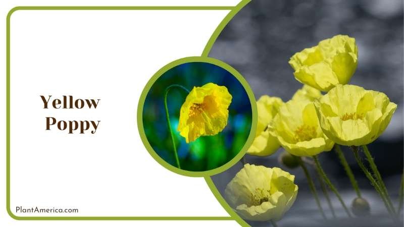Bright Yellow Poppy Plant America