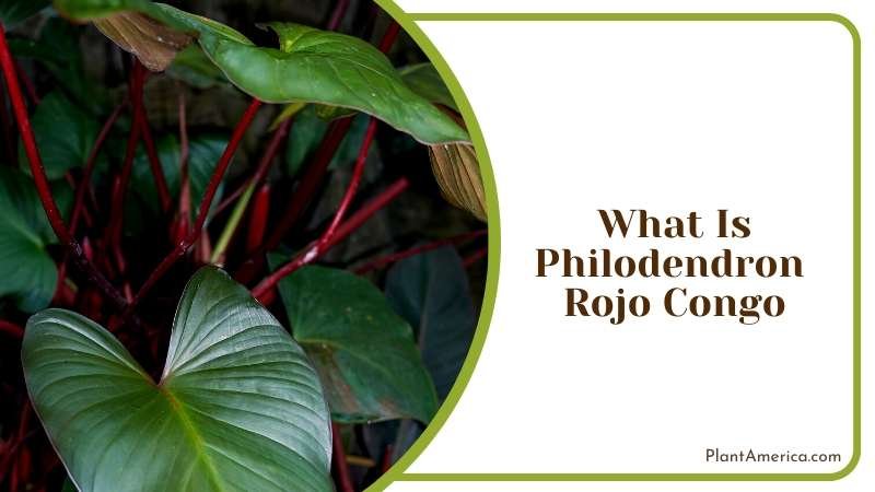 Bringing the Jungle to Your Home Plant America