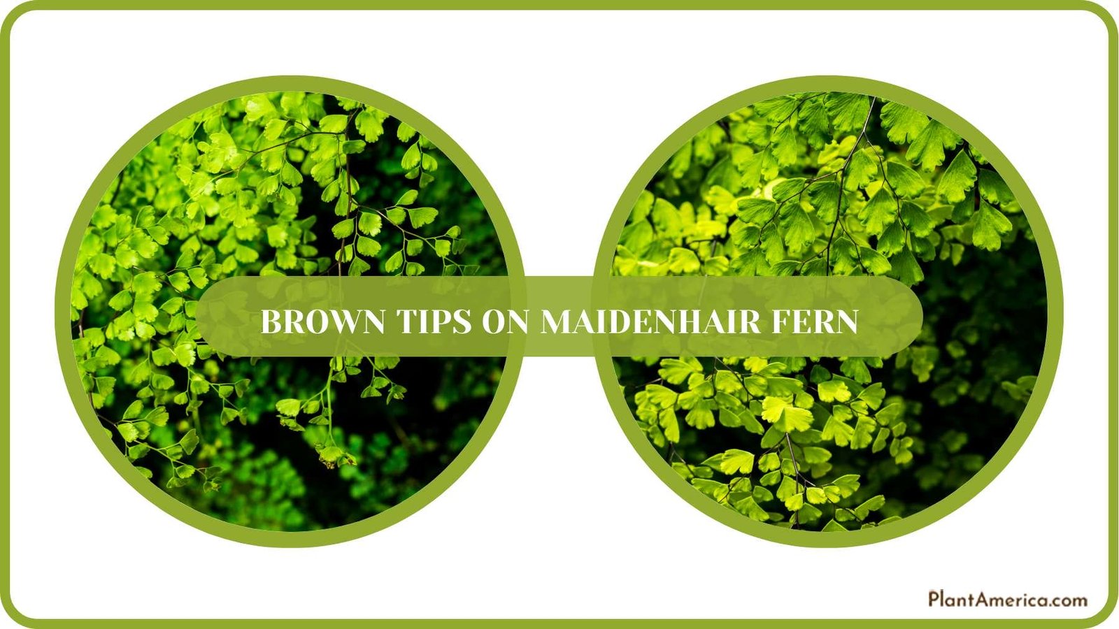 Brown Fern Leaves Plant America