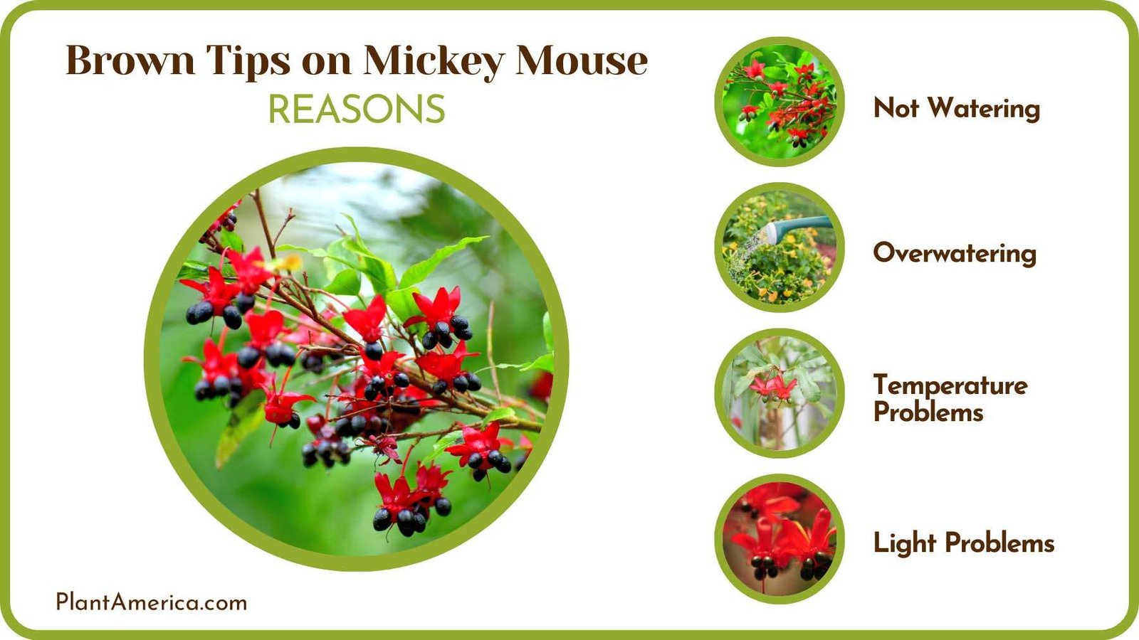 Brown Tips on Mickey Plants Plant America