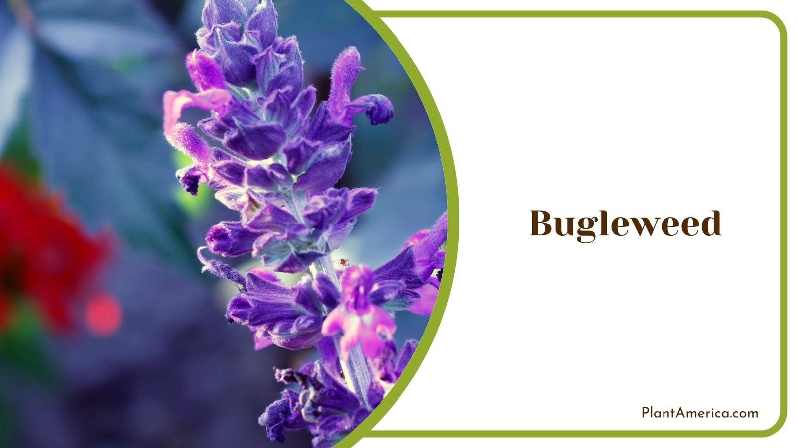 Bugleweed Plant On a Focus Shot Plant America Bugleweed Plant On a Focus Shot Plant America