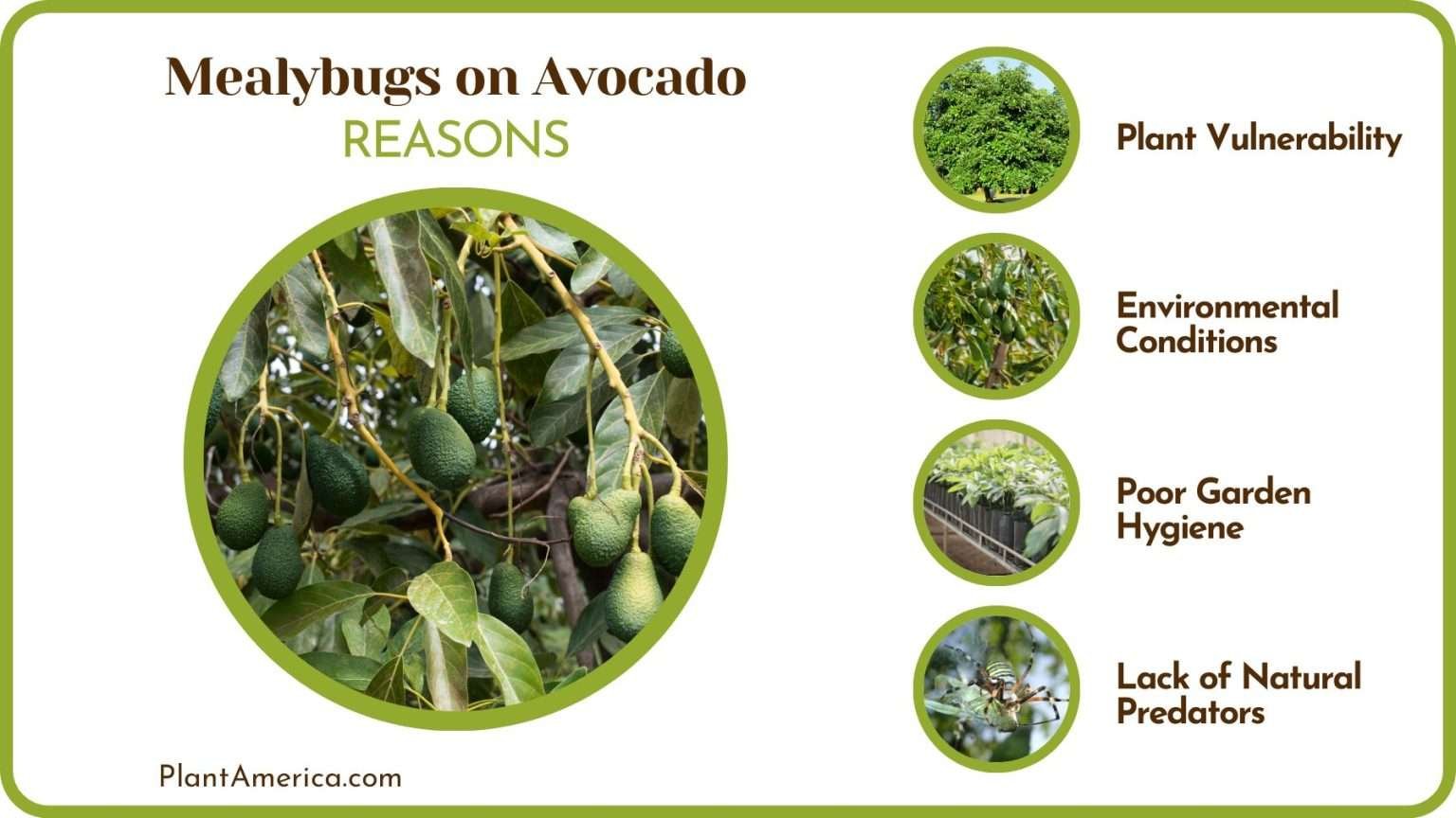 Mealybugs on Avocado: Causes and Easy Prevention Strategies - Plant America