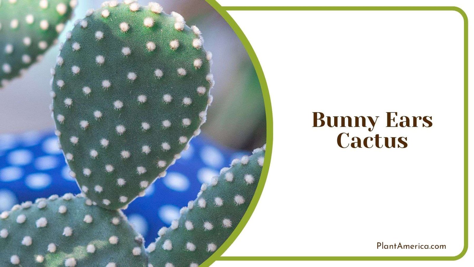 Bunny Ears Cactus Pruning Method Plant America