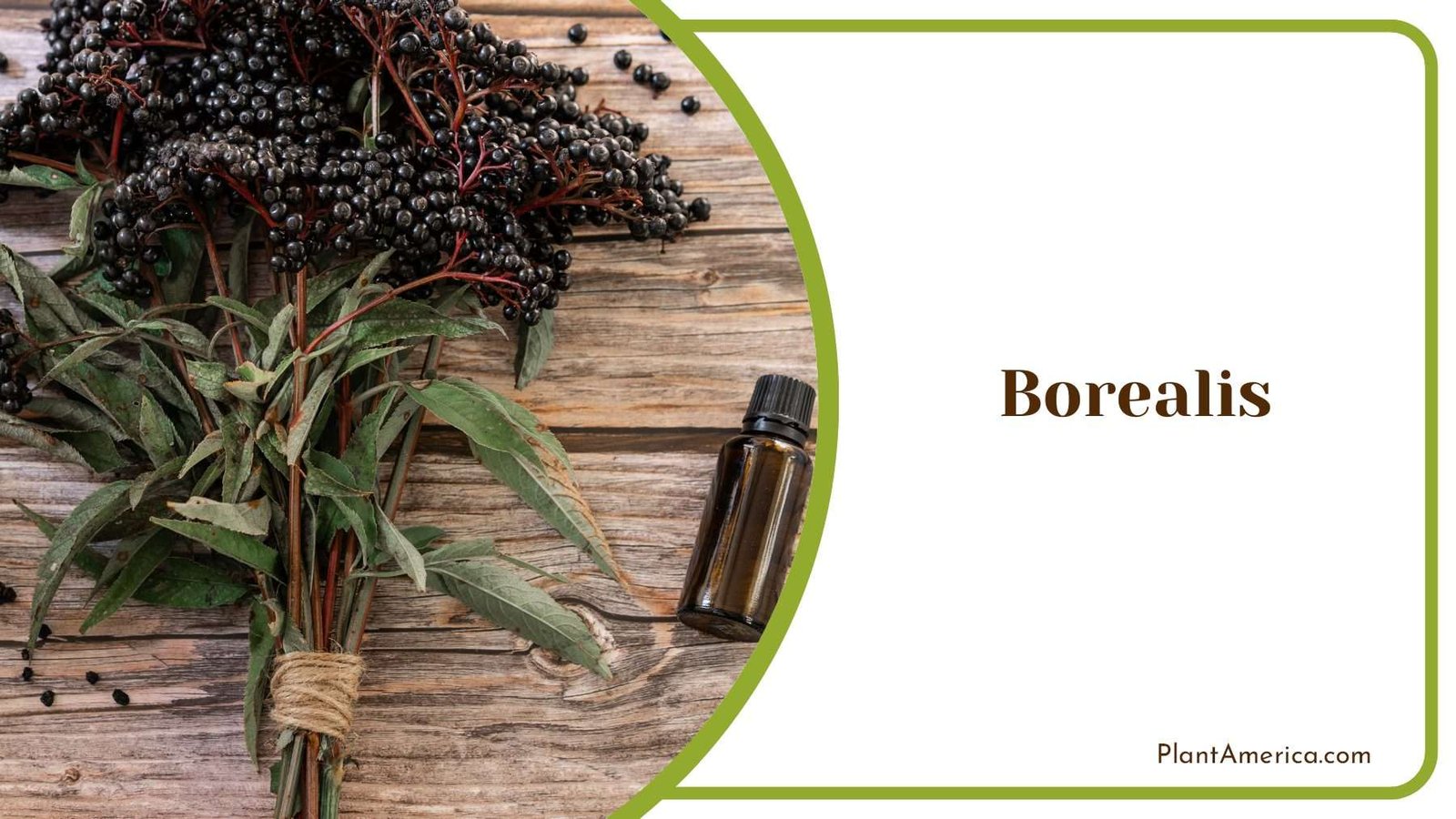 Buquet Of Borealis Plant America