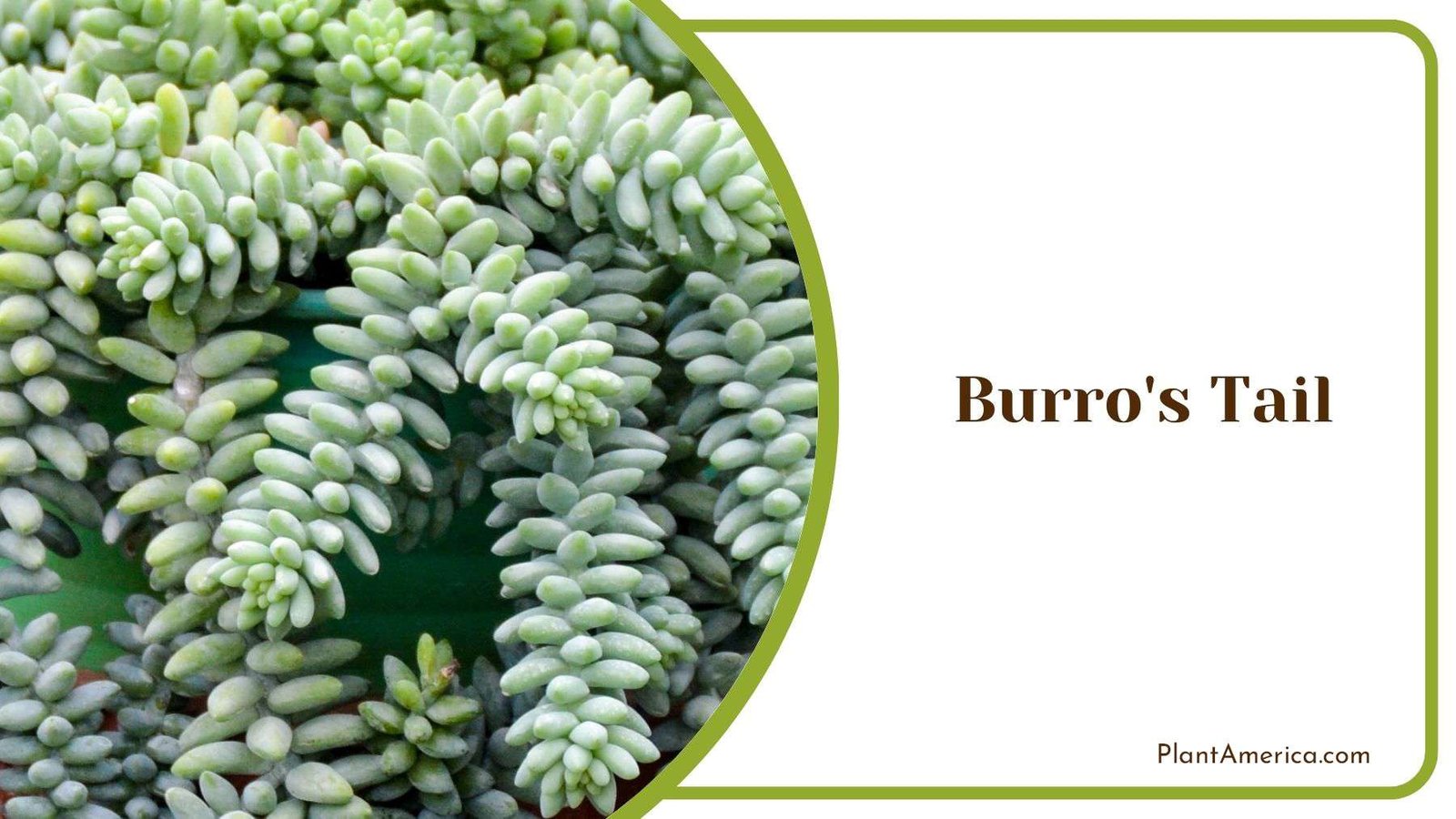 Burro s Tail Humidity Requirements Plant America