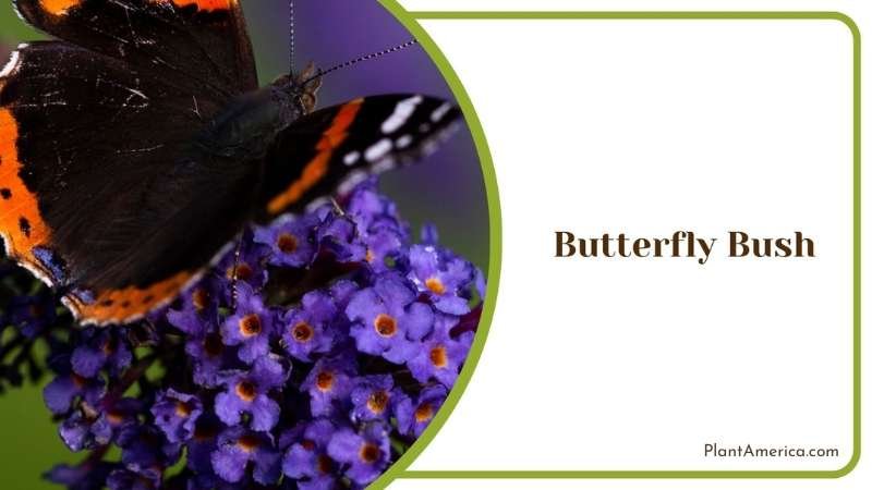 Butterfly Bush Bloom Plant America