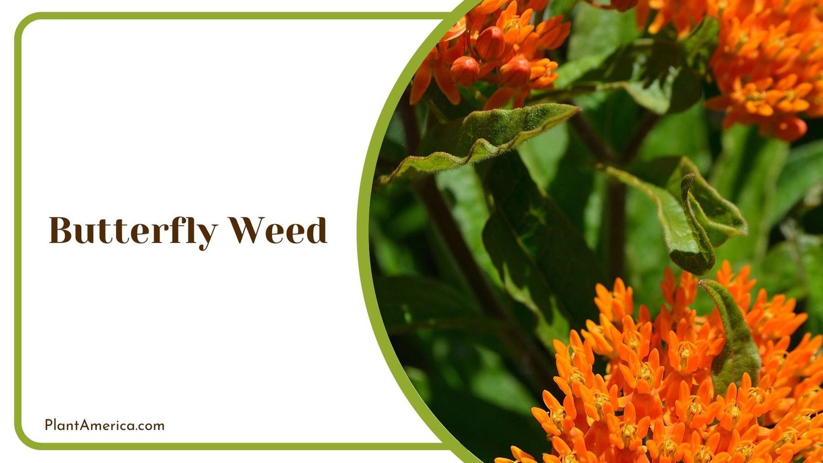 Butterfly Weed in Land Plant America